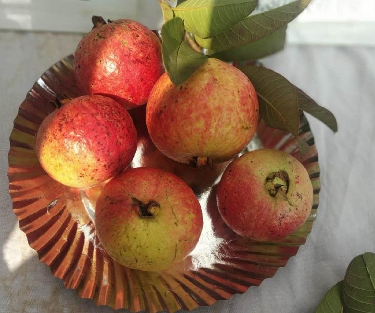 Allahabad Surkha Guava
